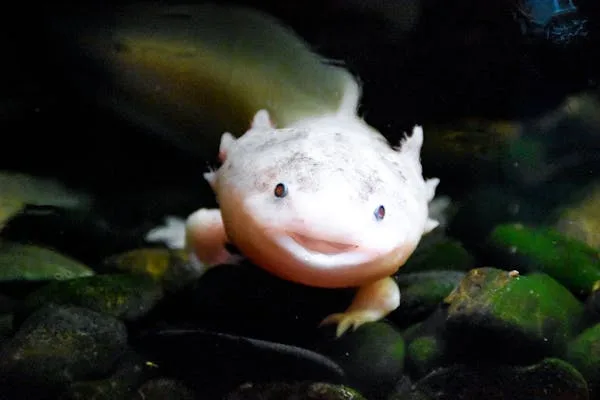 A healthy axolotl in a coldwater aquarium at Walk on the Wildside