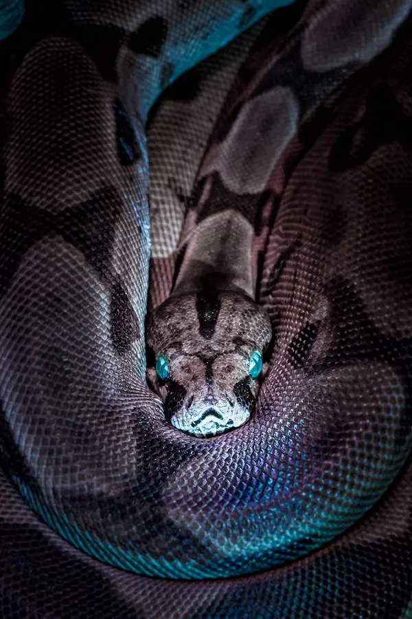 Royal python resting at Walk on the Wildside