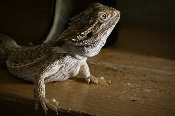 Bearded dragon at Walk on the Wildside