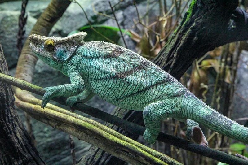 Veiled chameleon perched on a branch
