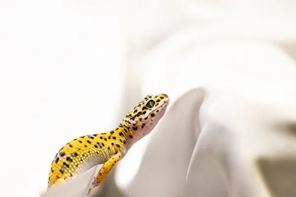 Gecko at Walk on the Wildside