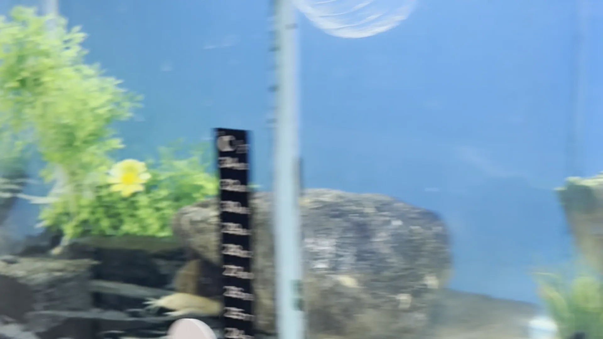 Aquatics tanks and coldwater setups at Walk on the Wildside